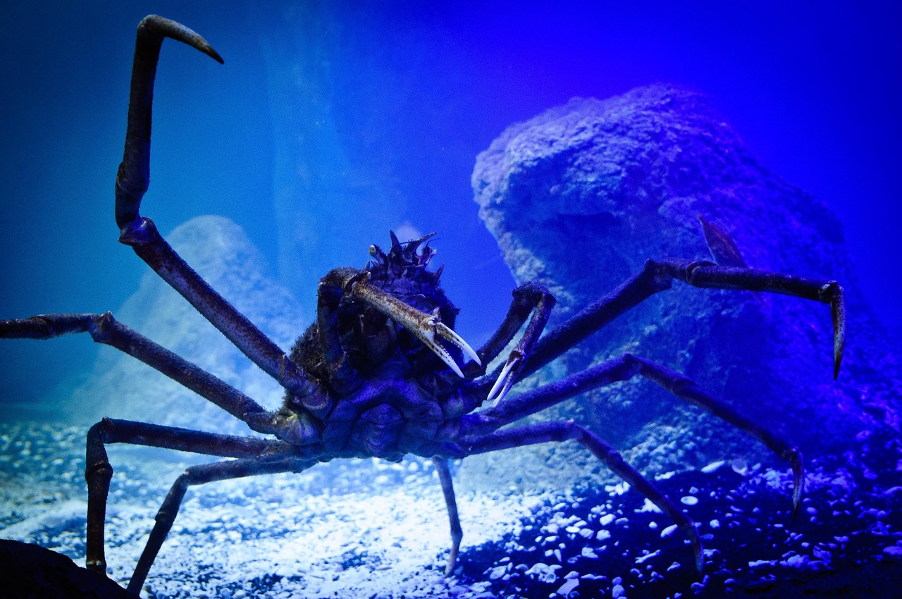 Japonský pavúčí krab, symbol znamenia Raka.